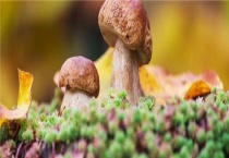 农村常见的无毒蘑菇