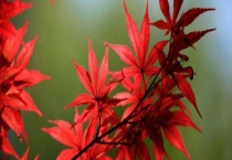 红枫叶子什么时候红