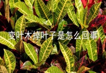 变叶木掉叶子是怎么回事