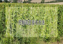 控制芸豆徒长多久？