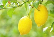 柠檬盆栽怎么过冬天