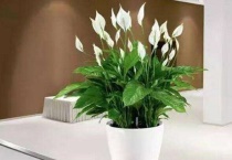 白掌适合在室内养吗？