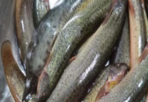 黄鳝和泥鳅的区别？ 黄鳝和泥鳅的科属、形态、分布、习性、营养区别？