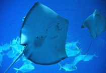 魟鱼不单养为什么？