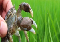 怎样保存稻田蟹 死了还可以食用吗？