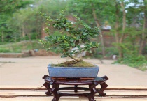 清香树桩如何栽易成活