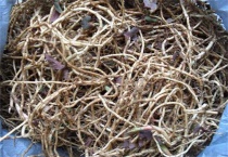 鱼腥草烂根怎么回事