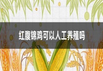 红腹锦鸡可以人工养殖吗？