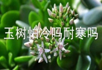 玉树怕冷吗耐寒吗？