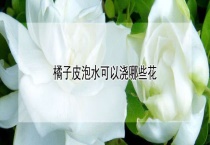 橘子皮泡水可以浇哪些花