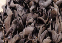 黑木耳种植条件 附种植技术