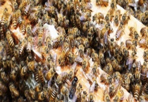 被黑蜂蛰了怎么消肿止痛 附注意事项