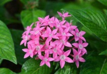 五星花好养吗？