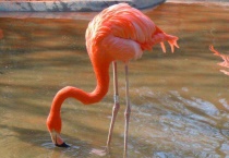 火烈鸟是保护动物吗？