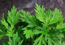 艾草的花语和象征