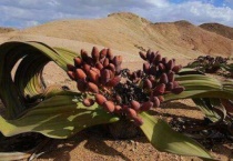 超级寿星是指什么植物