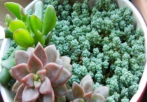 姬星美人怎么叶插