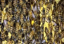 中蜂双王群有哪些利与弊 详细如下