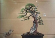 柏树盆景放家里吉利吗？