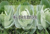 卷心菜和包菜的区别？