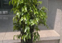 黑骨茶与紫檀有什么不同 附两者简介