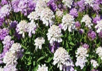 蜂室花有毒吗？