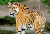 十二生肖中国家保护的动物是什么？