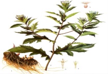 金刚藤图片和功效有哪些？