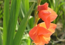 剑兰开完花怎么多久？