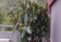 橡皮树掉叶子是怎么回事 如何改善？