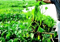 水葫芦有毒吗？