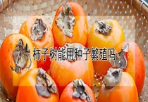 柿子树能用种子繁殖吗？