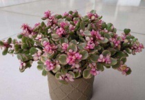 雅乐之舞移盆后浇水吗？