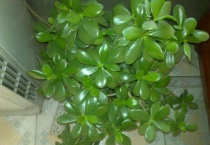 玉树冬天可以修剪吗？