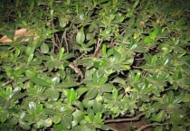 鬼见愁树有几种