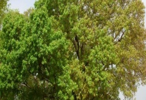 菩提树开花结果要种植几年 主要价值是什么？