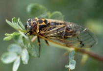 蝉为什么要唱歌