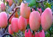 苹果树什么时候开花 附苹果树地理分布