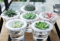 土培的多肉可以水培吗？