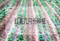 红薯几月份种植