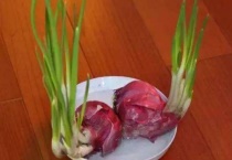 水培洋葱多久开花？