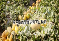 哈密瓜的里面的籽可以种吗？