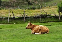 牛吃塑料袋有什么症状