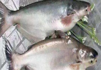 芒鱼属于哪种鱼 附芒鱼的相关情况