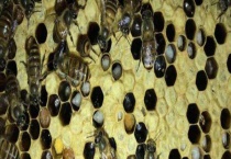 巧治中蜂中囊病及注意事项 附诱发病因