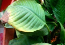 白掌叶子发黑怎么办 以及发黑原因？