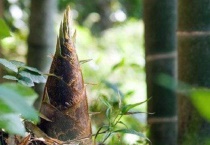 笋芽是什么季节的