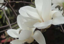 上海市花是什么？