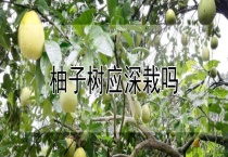 柚子树应深栽吗？