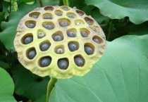 荷花种子怎么发芽